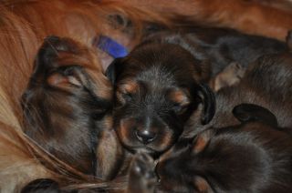 jamniki szczeni�ta